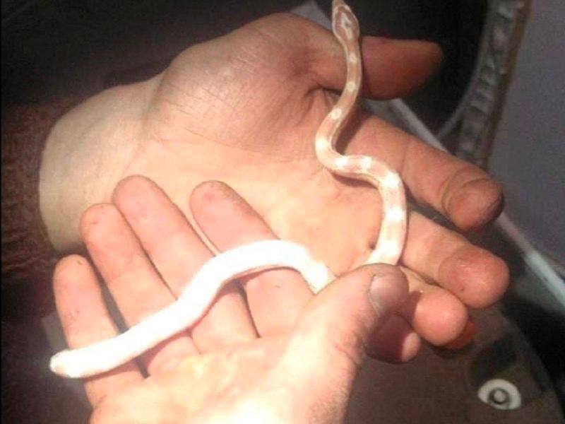 У Києві врятували змію: плазун заліз у пральну машину - фото