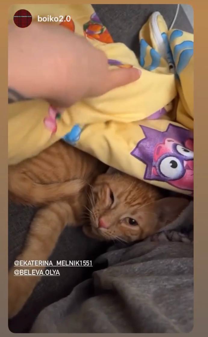 В Запорожье из-под завалов спасли девушку с котом, поисковая операция продолжается (фото)