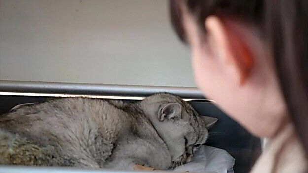 Провел 50 дней под завалами: в Турции спасли выжившего после страшного землетрясения кота (фото)