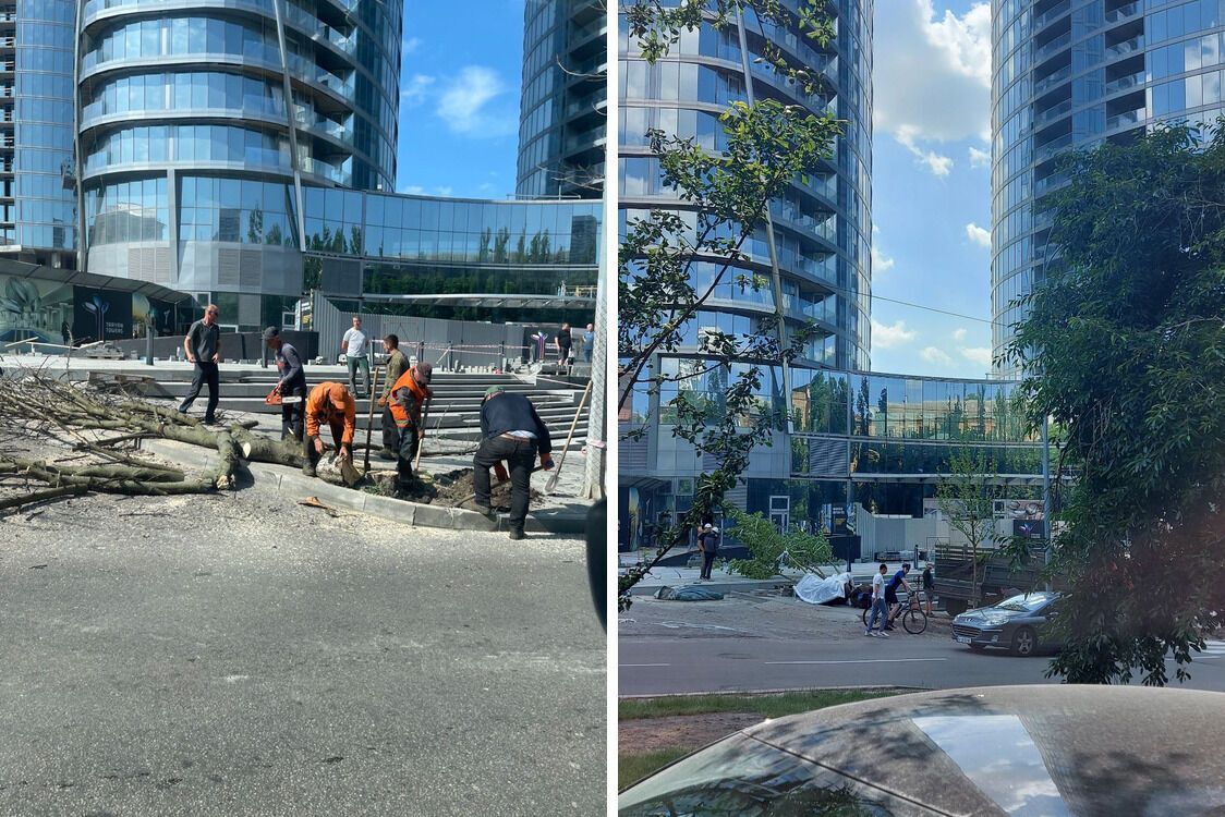 Taryan Towers висадили нові дерева