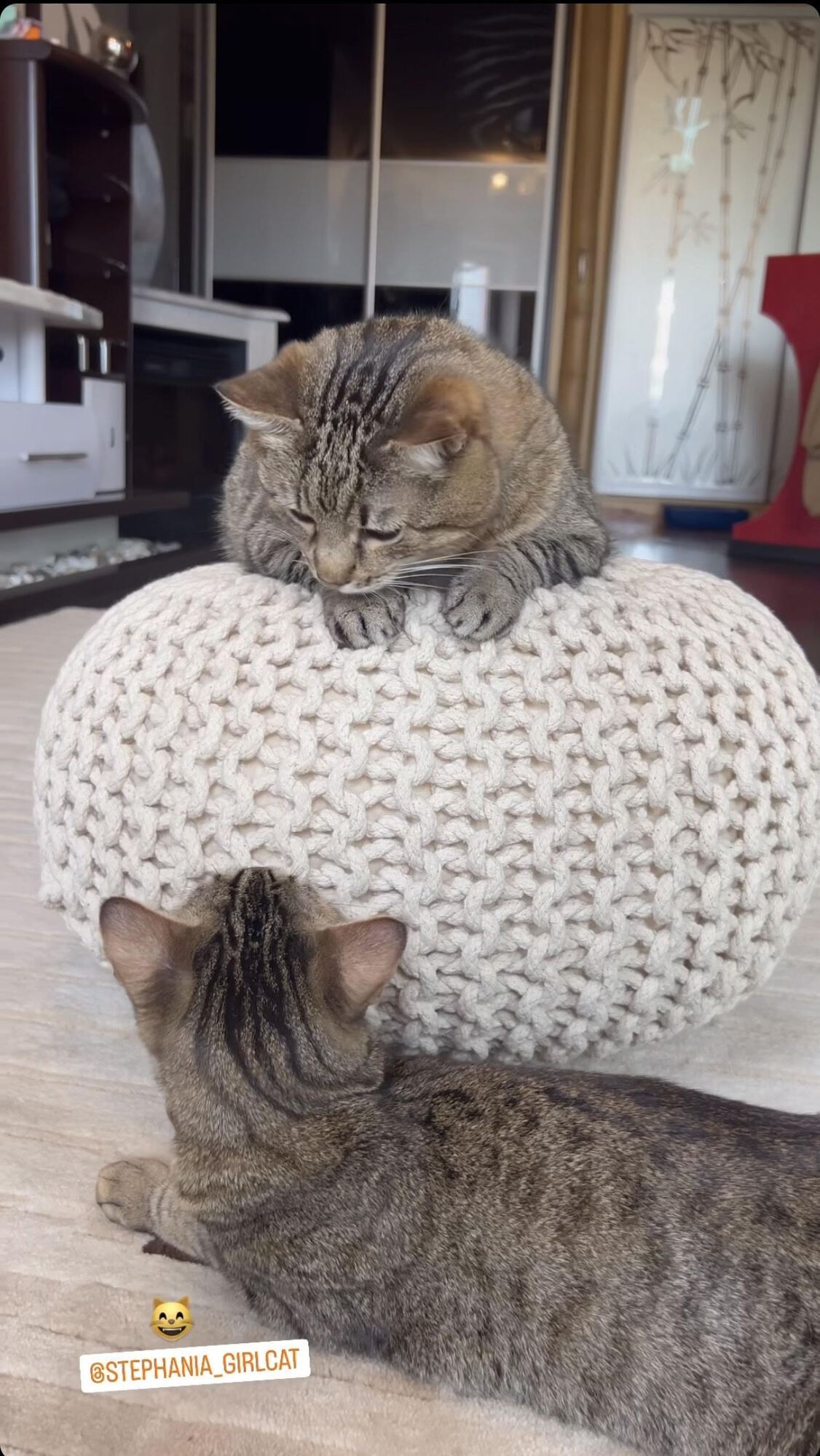 Кот Степан со своей ''женой'' Стефанией