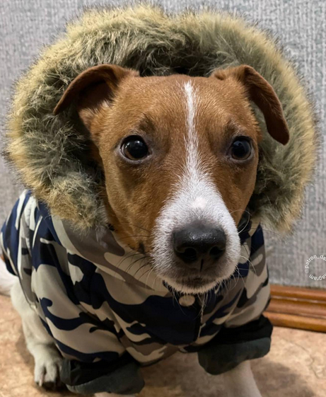 Легендарный спасатель пес Патрон поделился, как перезимует похолодание в Украине