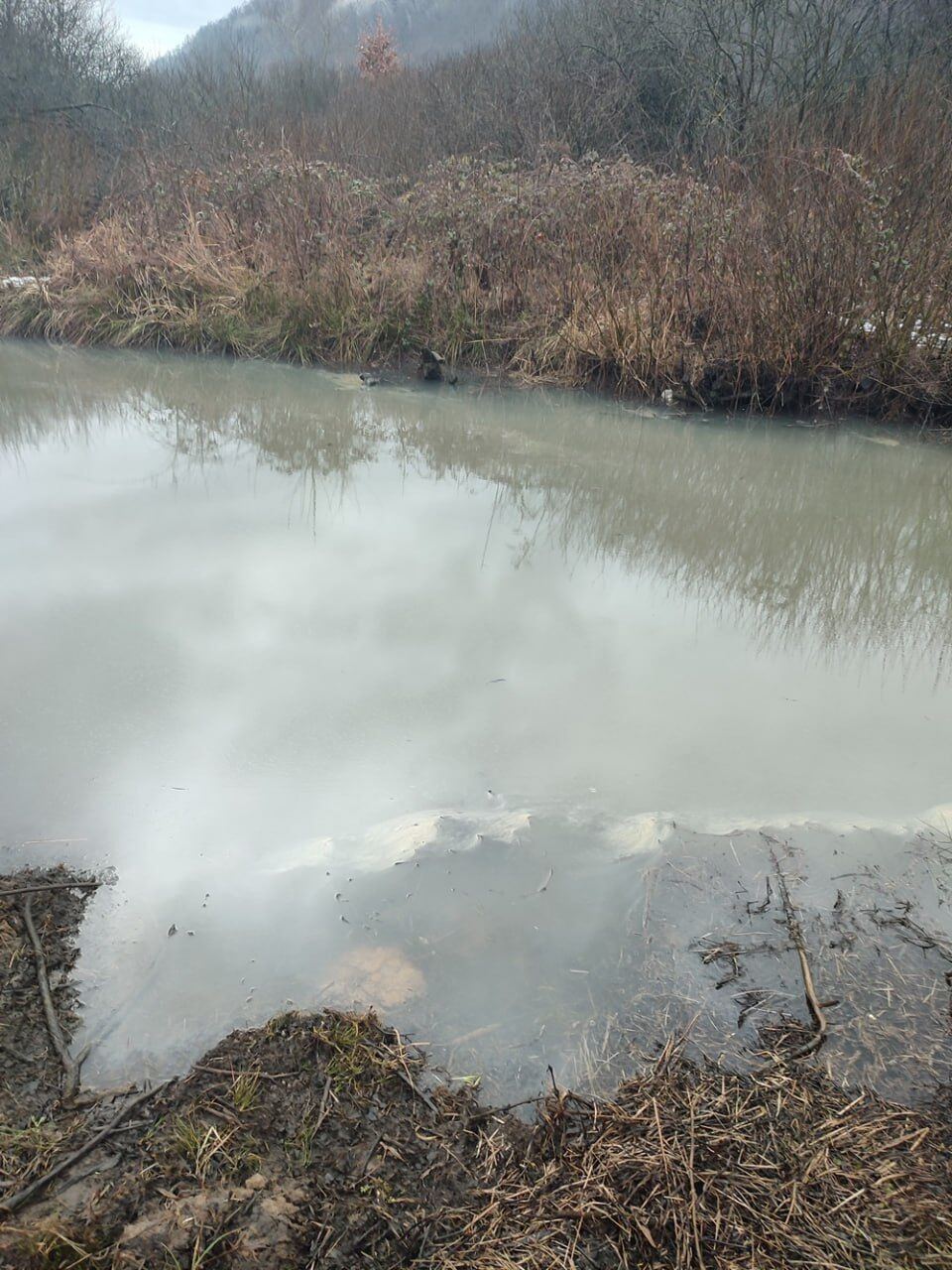 Эко-беда в Чинадиеве: на Закарпатье ГЭИ зафиксировала загрязнение реки нефтепродуктами (фото)