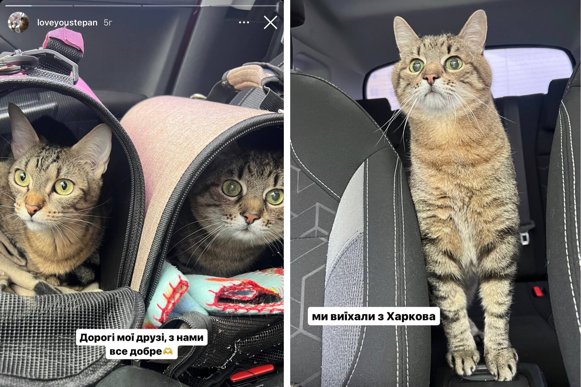 Кот Степан вместе со своей невестой Стефанией и хозяевами уехали в Европу