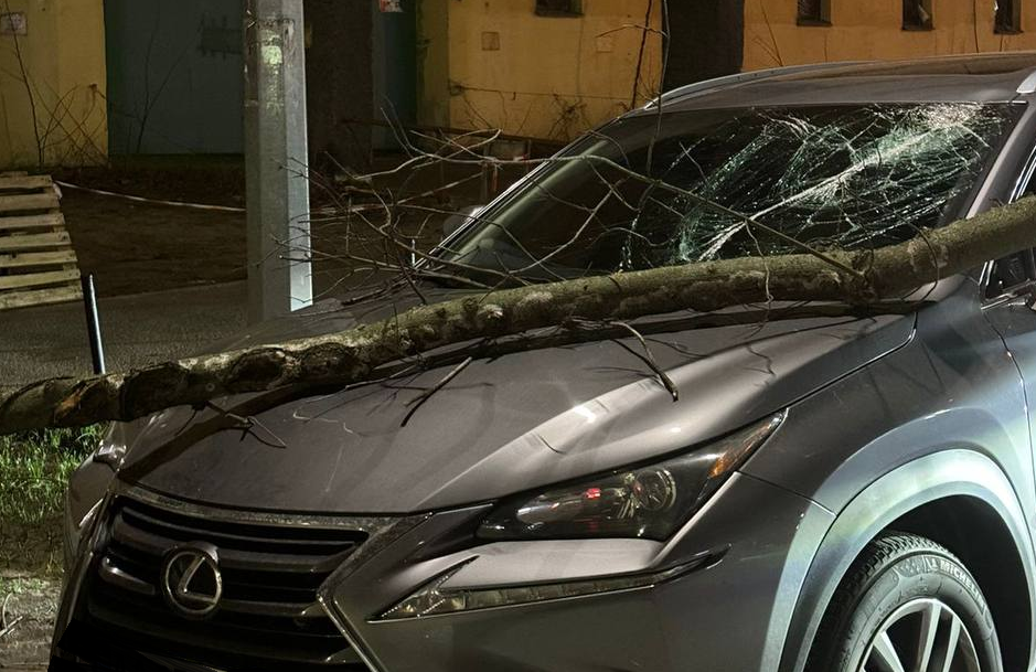 Автомобиль Lexus сокрушила ветка из дерева