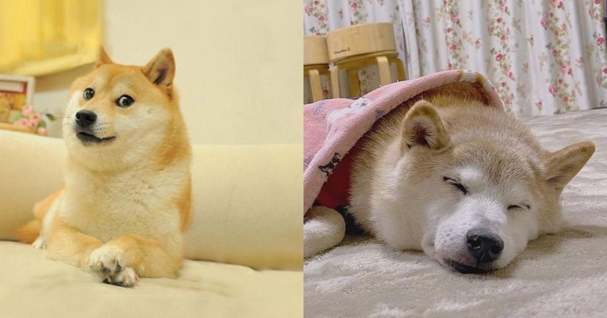 Прощавай, легендо! У Японії помер собака-сенсація, прототип мема Doge