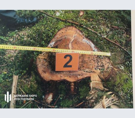 Збитки на 7 млн грн: На Буковині посадовця судитимуть за незаконну вирубку дерев