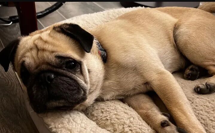  Актор Бенджі Грегорі, що грав Браяна в серіалі ''Альф''' раптово помер