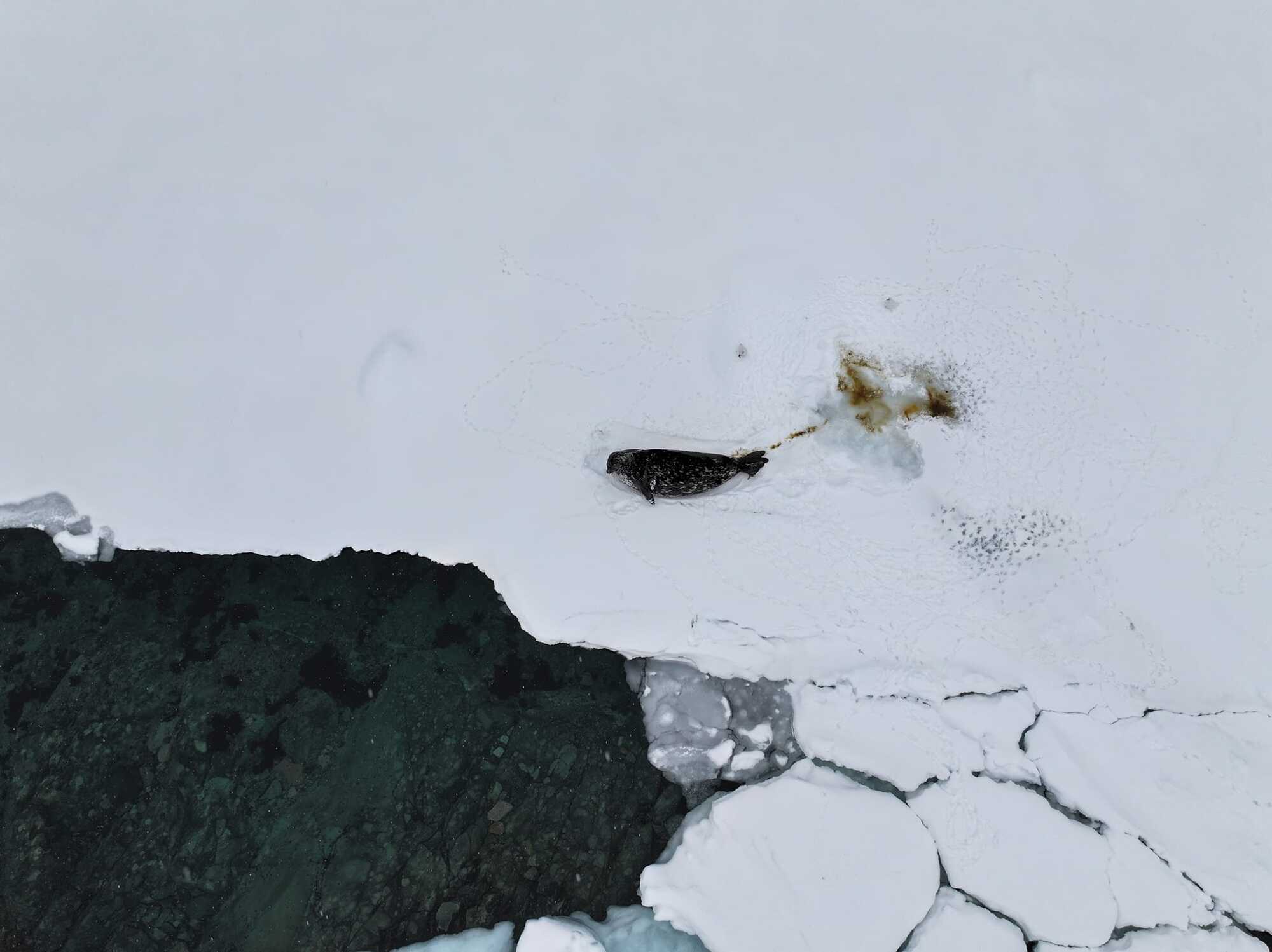 Українські полярники виявилися відрізаними від океану: що трапилося в Антарктиді? (фото)