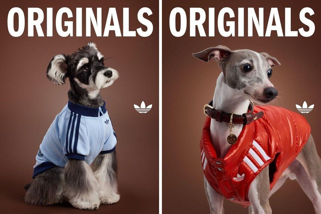 Домашние любимцы тоже в тренде: Adidas запустил сезонную линейку