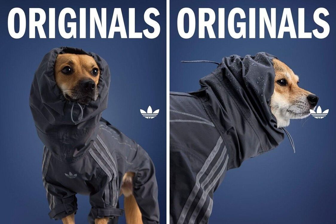 Домашние любимцы тоже в тренде: Adidas запустил сезонную линейку