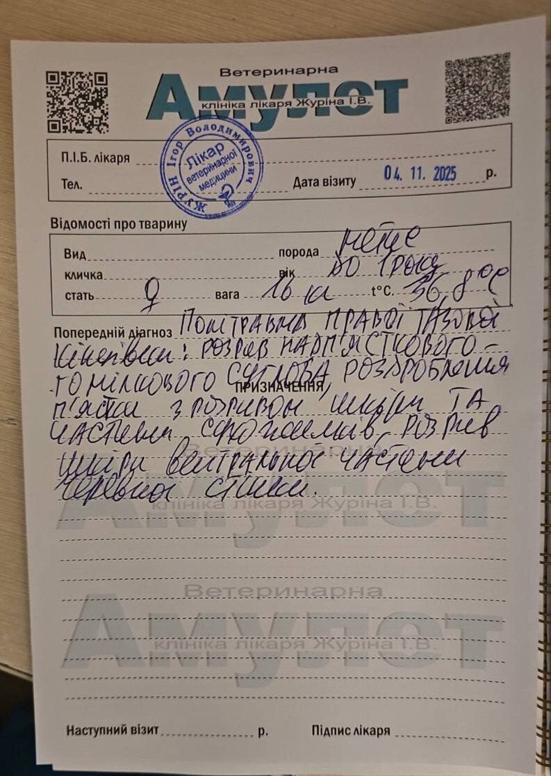 ''Одеський Амулет''. Довідка про стан пса