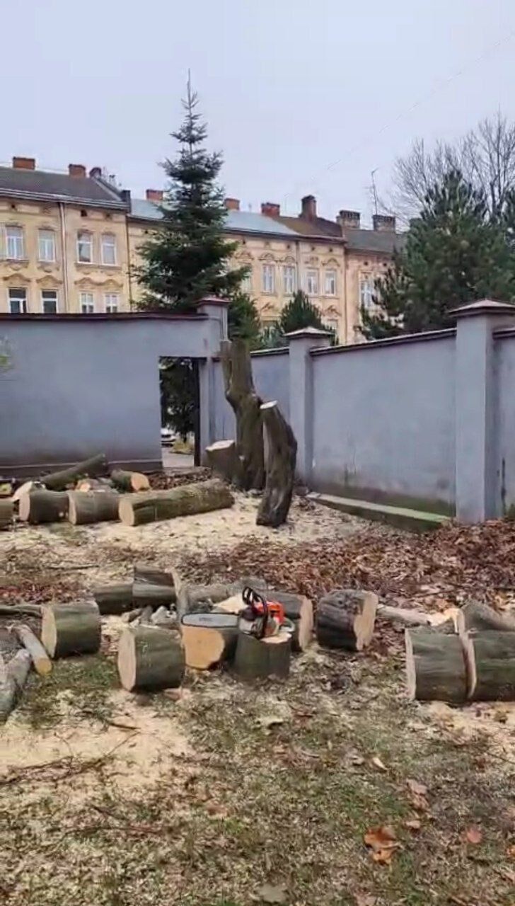 Вырубка деревьев у костела св. Антония во Львове