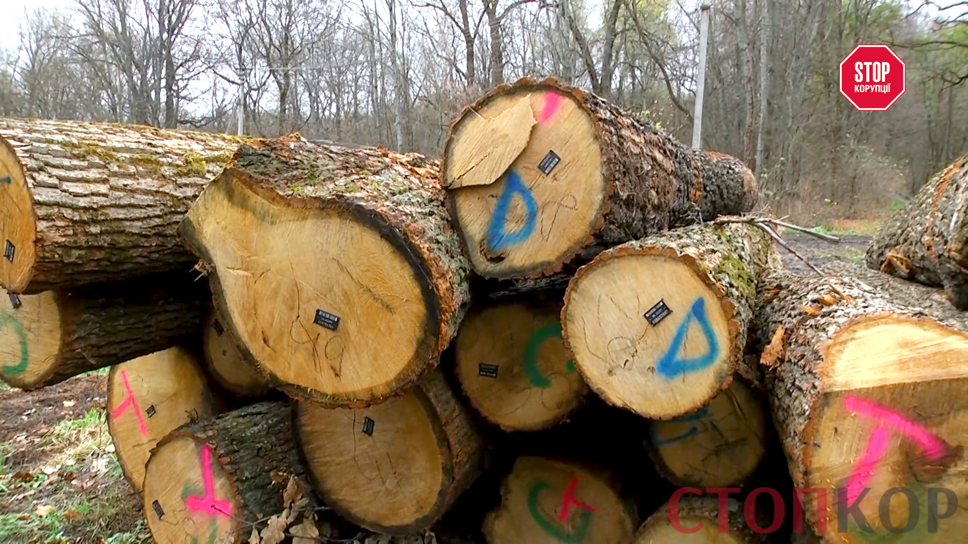 Дуб, маркированный классом Д