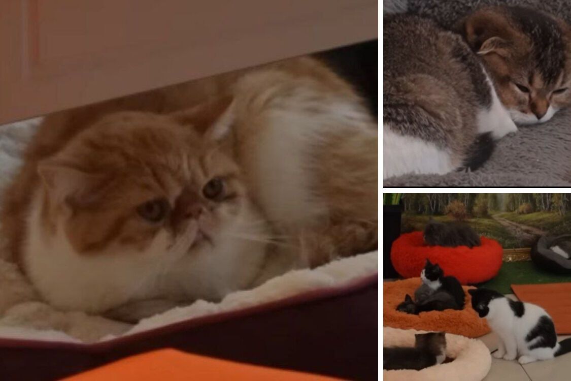 Заклад ''Cat lounge''. Незаконне утримання котів