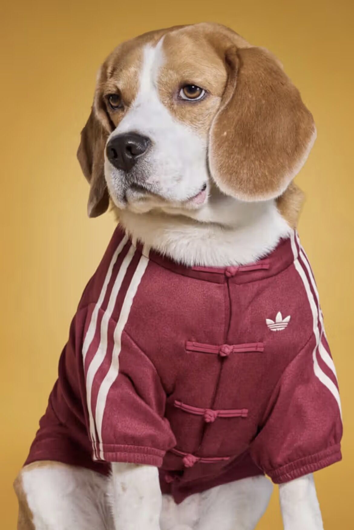 Adidas готовит праздничную коллекцию для животных к китайскому Новому году