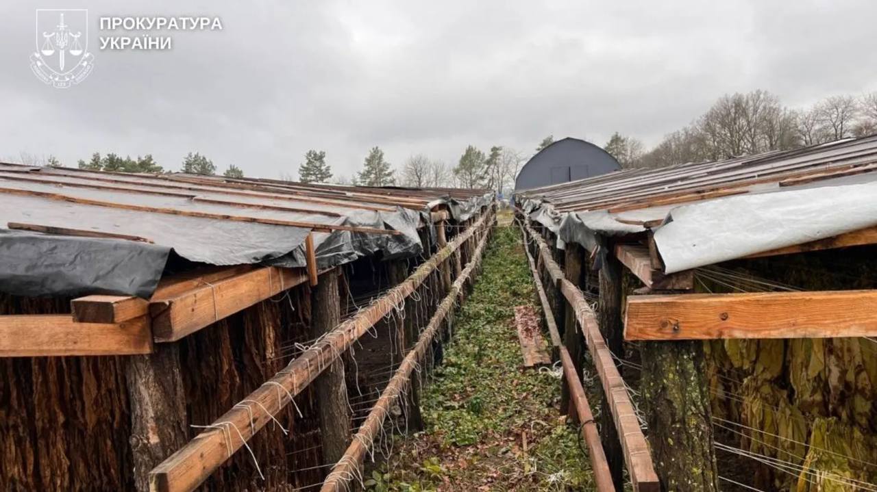 70 га плантаций: нардеп Лабазюк может быть причастен к теневому производству табака в Хмельницкой области, – Обличитель