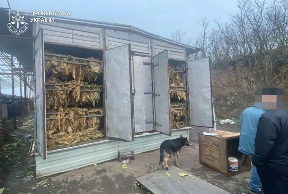 70 га плантаций: нардеп Лабазюк может быть причастен к теневому производству табака в Хмельницкой области, – Обличитель