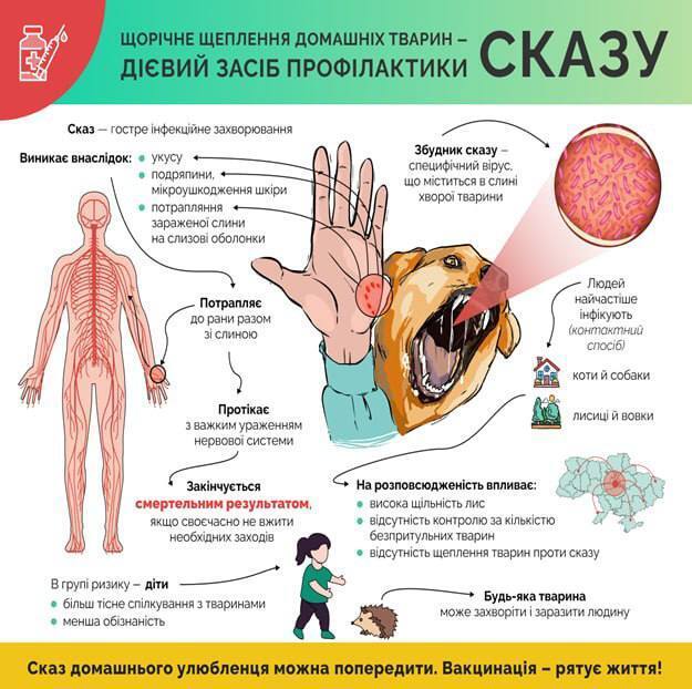 В Буче на Киевщине ввели карантин из-за бешенства