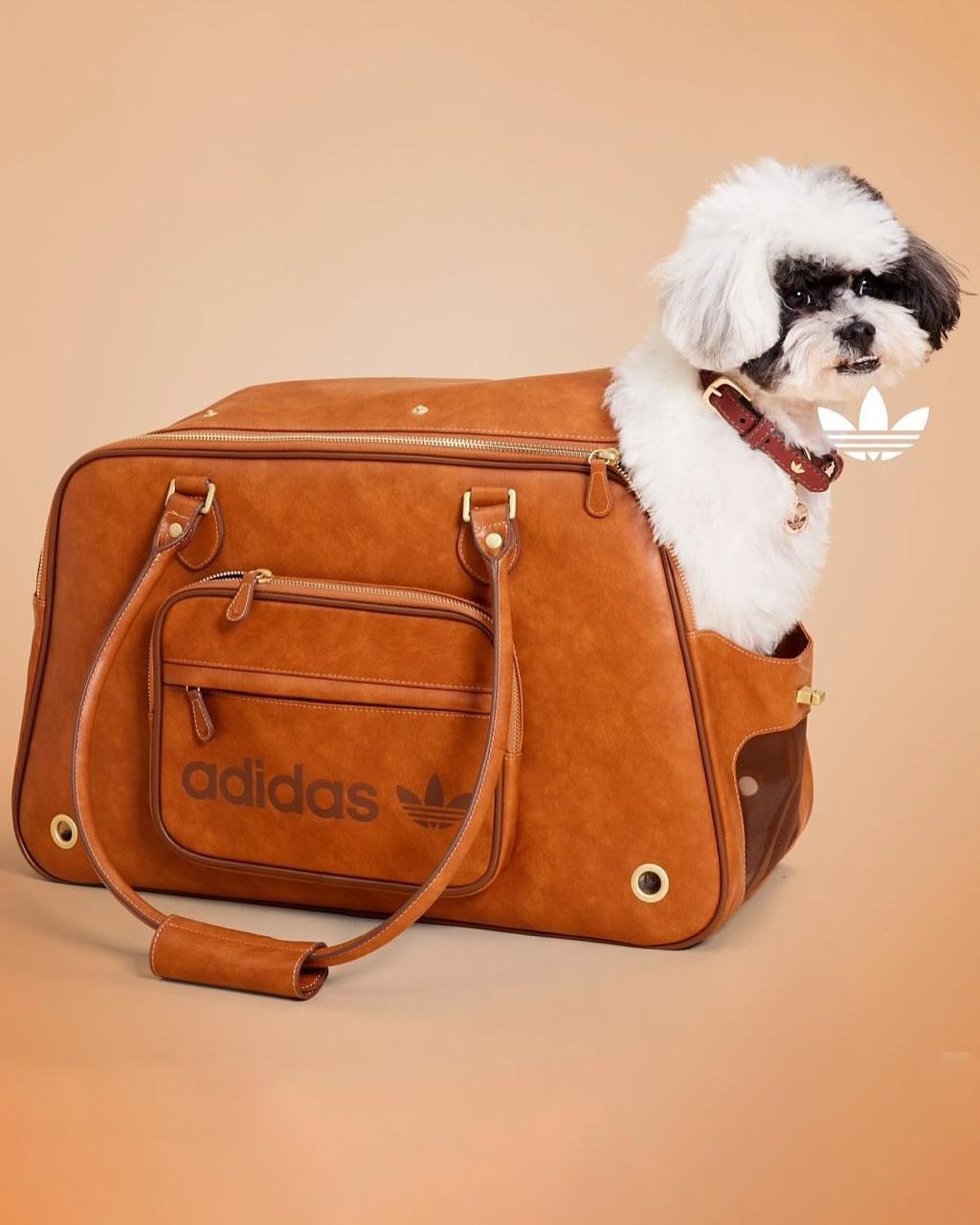 Adidas создал первую спортивную коллекцию для домашних питомцев