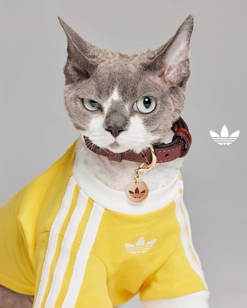 Adidas создал первую спортивную коллекцию для домашних питомцев