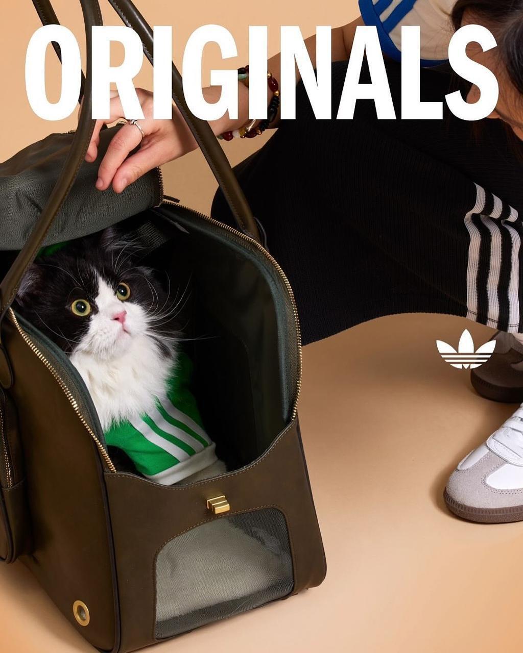 Adidas создал первую спортивную коллекцию для домашних питомцев