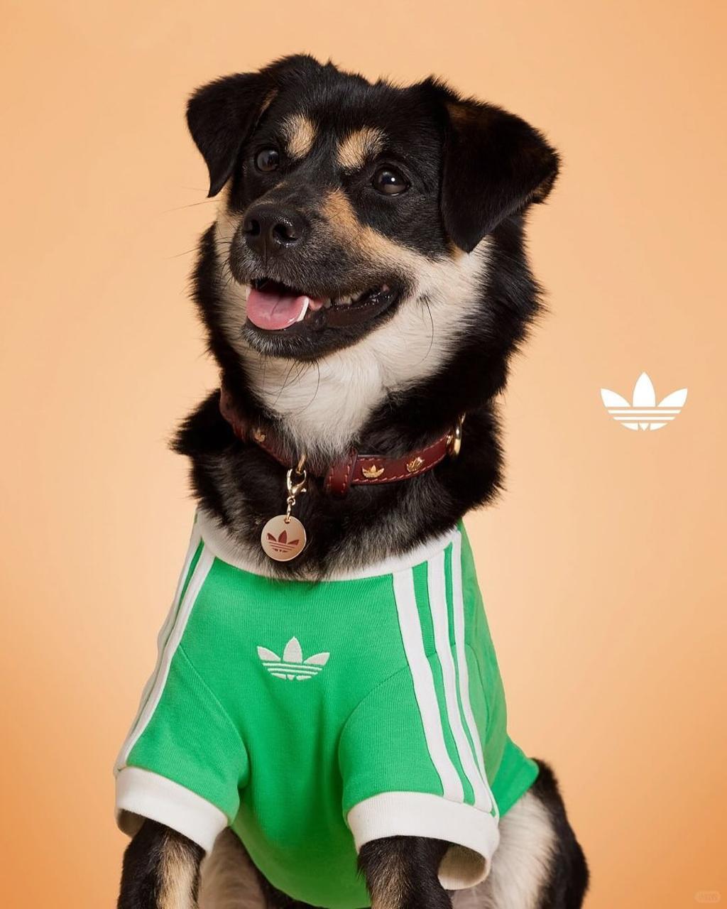 Adidas создал первую спортивную коллекцию для домашних питомцев