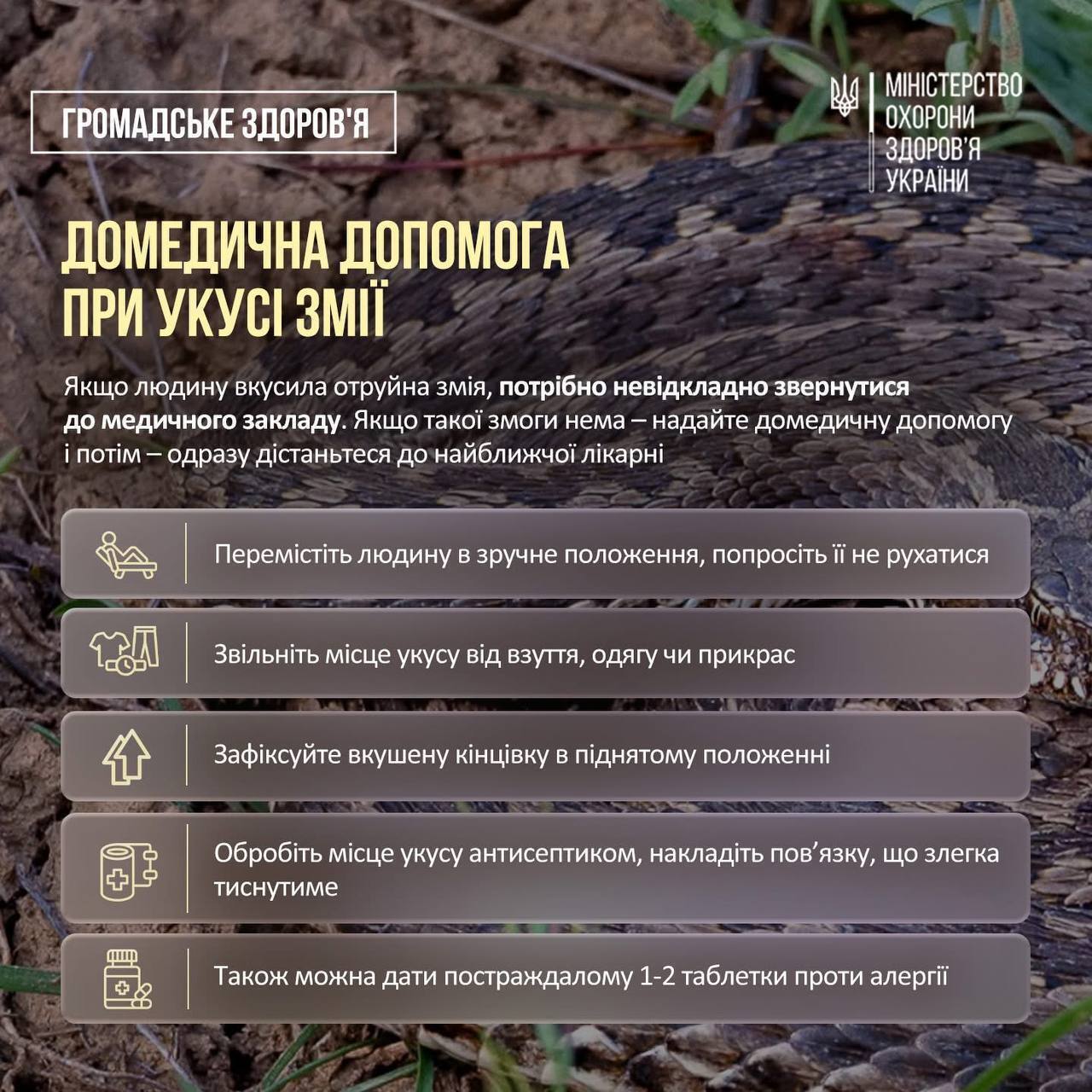 Вместе с тем, в Минздраве предостерегают от распространенных ошибок при укусе змей.