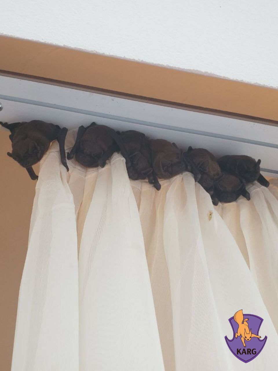 Киян закликають зачиняти вікна: в місто масово летять кажани