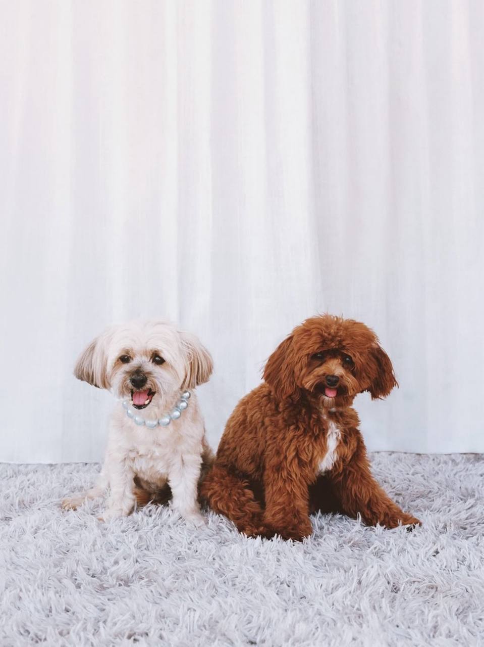 Сабрина Карпентер, Розе, Малума и их любимцы на обложках Vogue