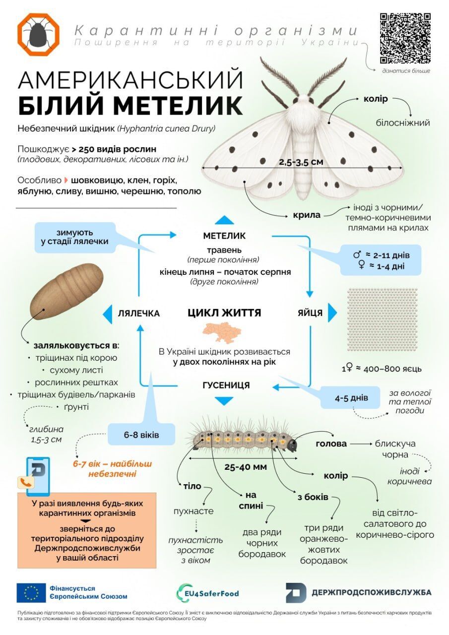 Нове нашестя в Україні: після сарани з’явився небезпечний ''білий метелик''