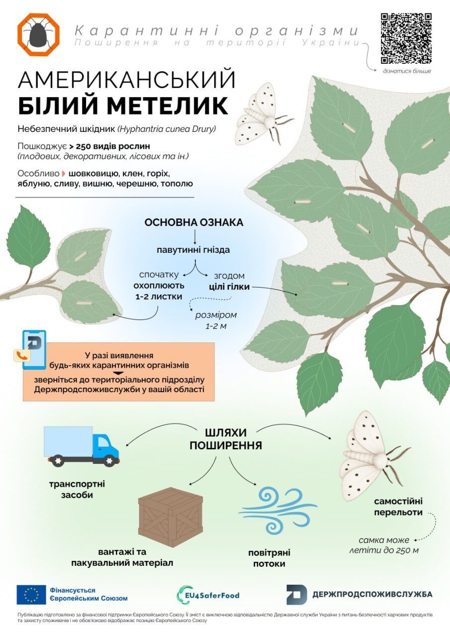 Нове нашестя в Україні: після сарани з’явився небезпечний ''білий метелик''