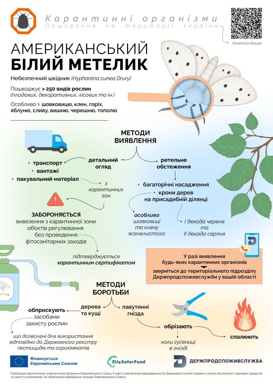 Нове нашестя в Україні: після сарани з’явився небезпечний ''білий метелик''