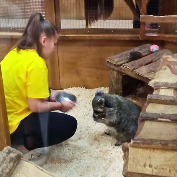 Огляд єнота лікаркою