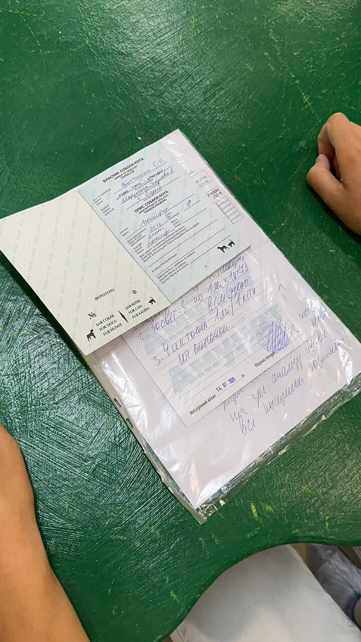 Паспорт єнота