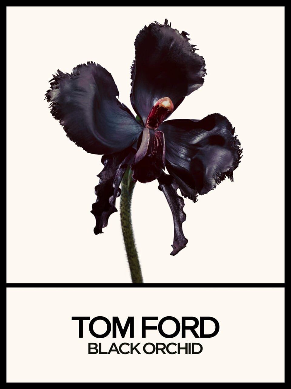 Тільда Суїнтон стала обличчям нового аромату Tom Ford Black Orchid Reserve