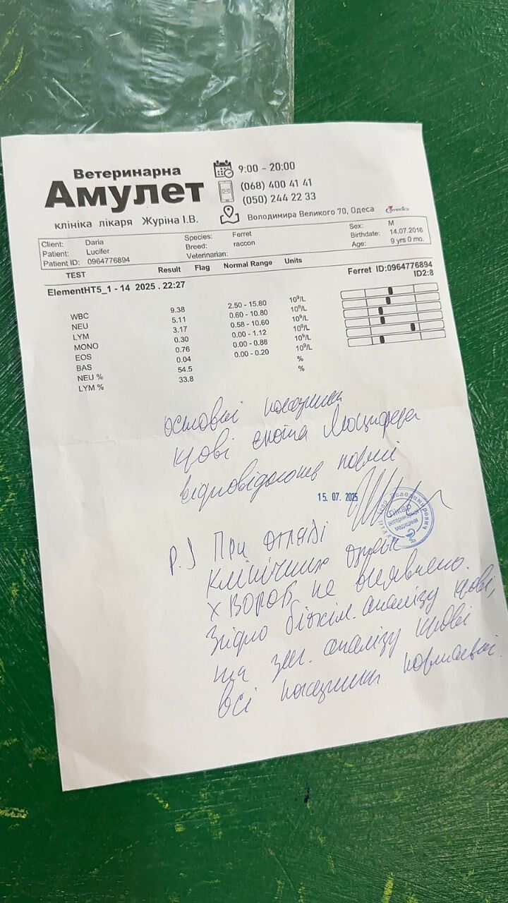 Довідка з огляду єнота