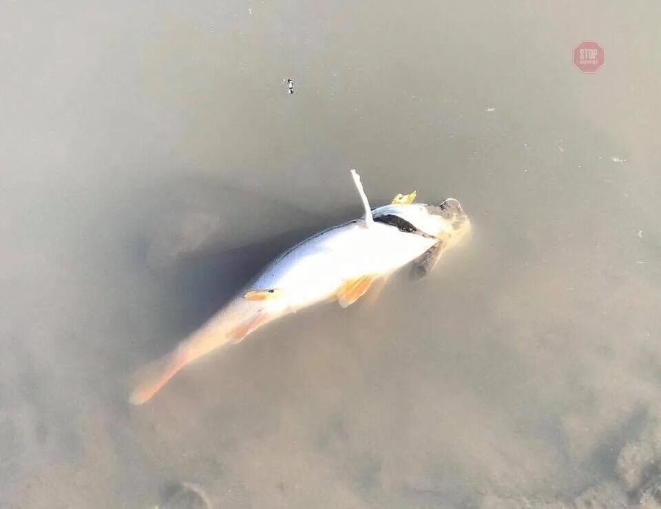 Мертва риба