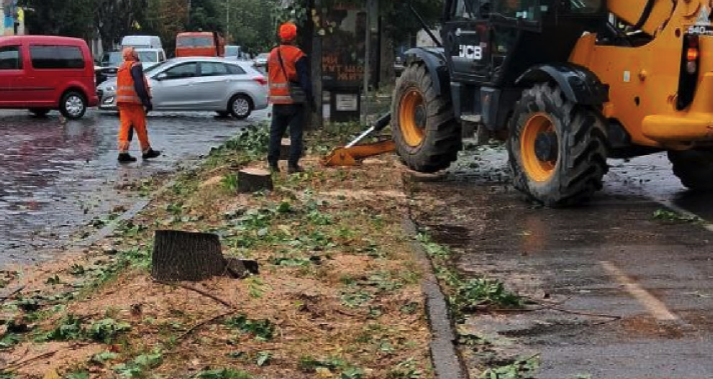 ''Пеньки от мэра''? В Черновцах вдоль центральных улиц вырезали здоровые деревья