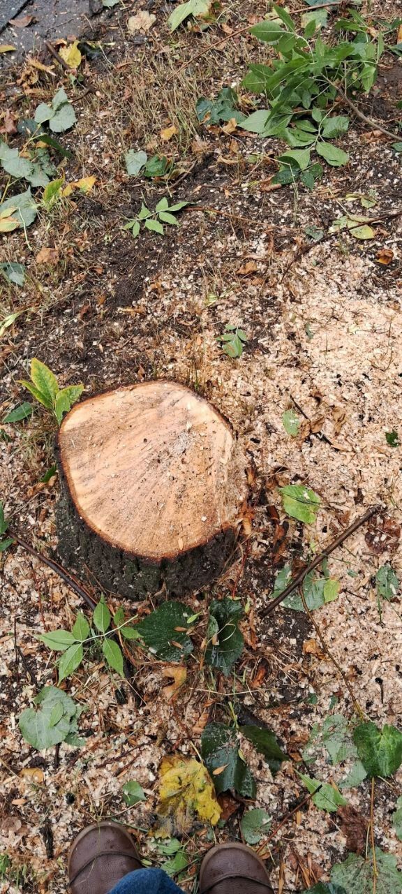 ''Пеньки от мэра''? В Черновцах вдоль центральных улиц вырезали здоровые деревья