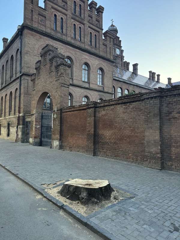 ''Пеньки от мэра''? В Черновцах вдоль центральных улиц вырезали здоровые деревья