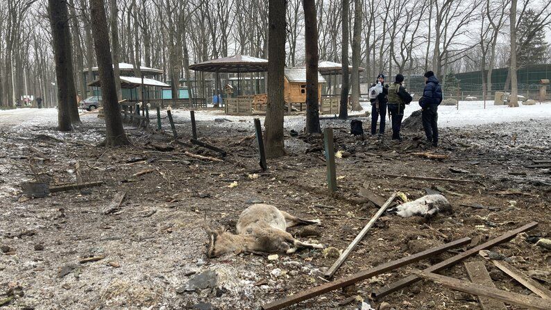 Удар КАБ по ''Фельдман экопарку'': ранена волонтер, погибли птицы и пострадали животные