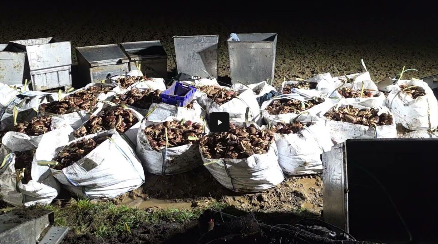 15 тисяч крабів втекли з перевернутої вантажівки в Ірландії