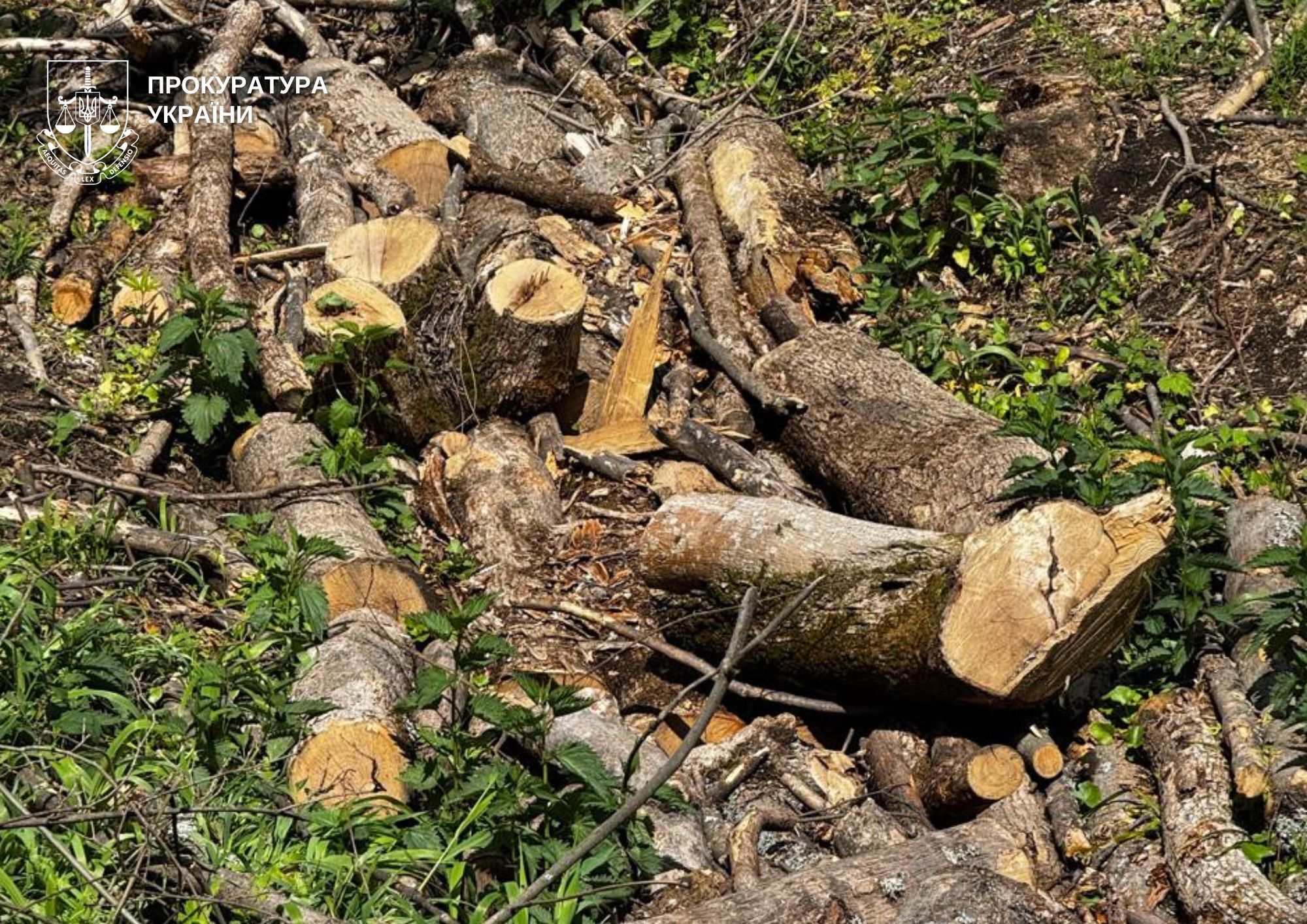 Дело о незаконной вырубке леса на 14,7 млн грн в Славянском лесхозе передали в суд