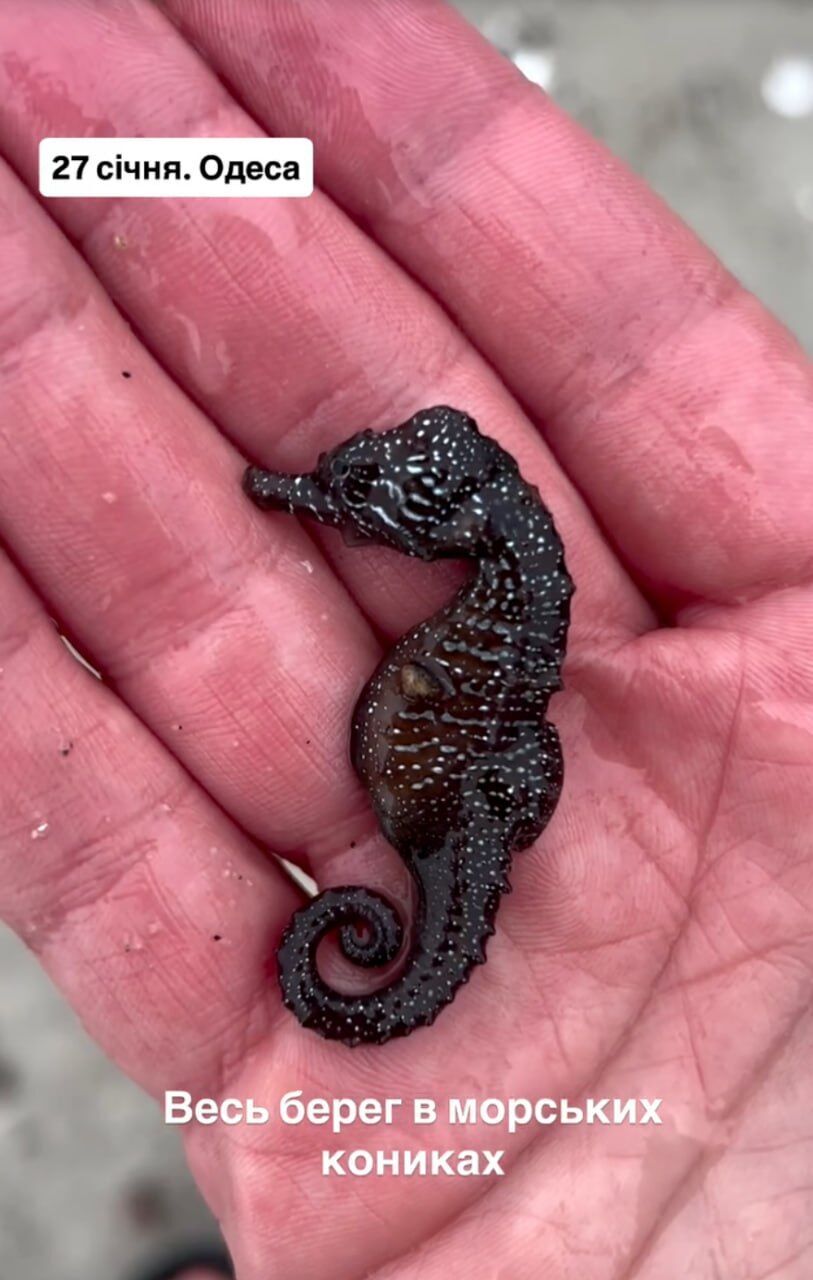 Екологи фіксують масову загибель морських коників на одеських пляжах