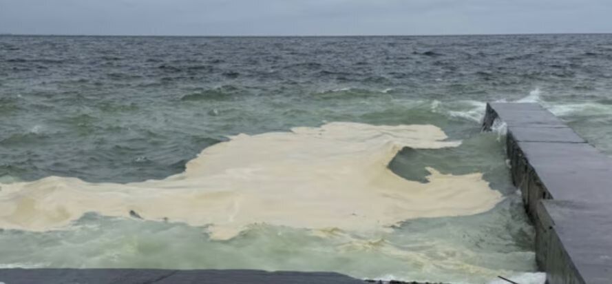 Екологи фіксують масову загибель морських коників на одеських пляжах