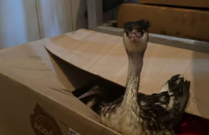 Екологи фіксують масову загибель морських коників на одеських пляжах