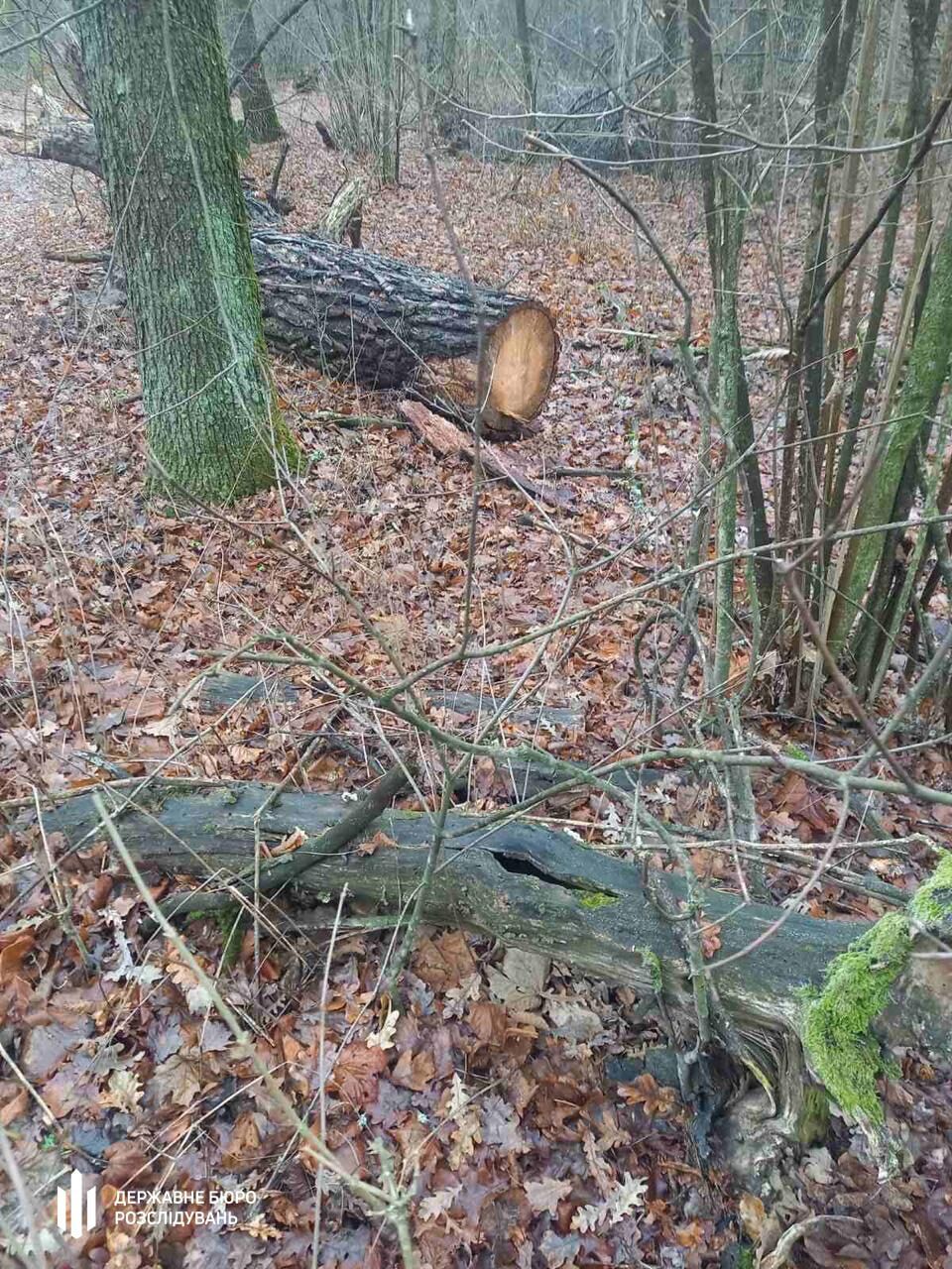 У ''Білоозерському'' нацпарку зрубали 44 дерева: ДБР оголосило підозру трьом посадовцям