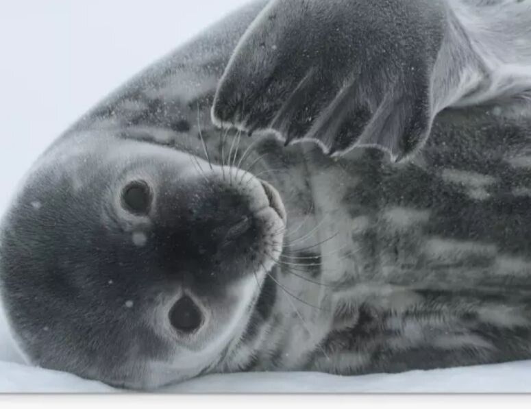 К 30-летию ''Академика Вернадского'': ''Укрпочта'' представит специальный почтовый набор