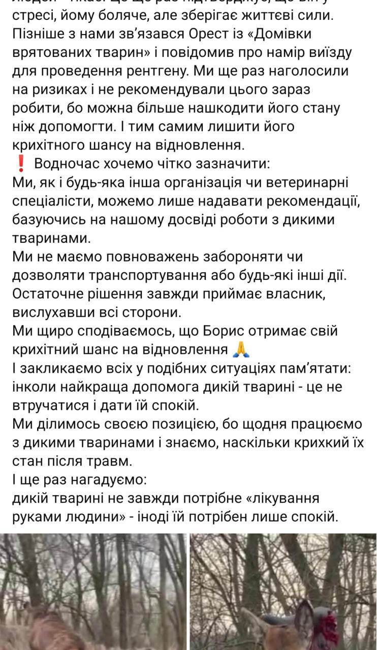 Олень Борис: реальность vs эмоции